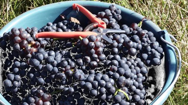 raisins-vendanges-septembre-recolte-vignoble-vallee-marne-portes-champagne-coteaux