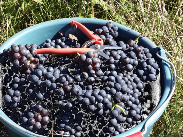 raisins-vendanges-septembre-recolte-vignoble-vallee-marne-portes-champagne-coteaux