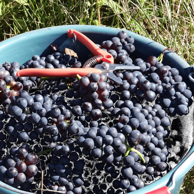 raisins-vendanges-septembre-recolte-vignoble-vallee-marne-portes-champagne-coteaux