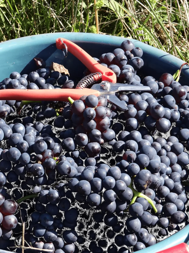 raisins-vendanges-septembre-recolte-vignoble-vallee-marne-portes-champagne-coteaux